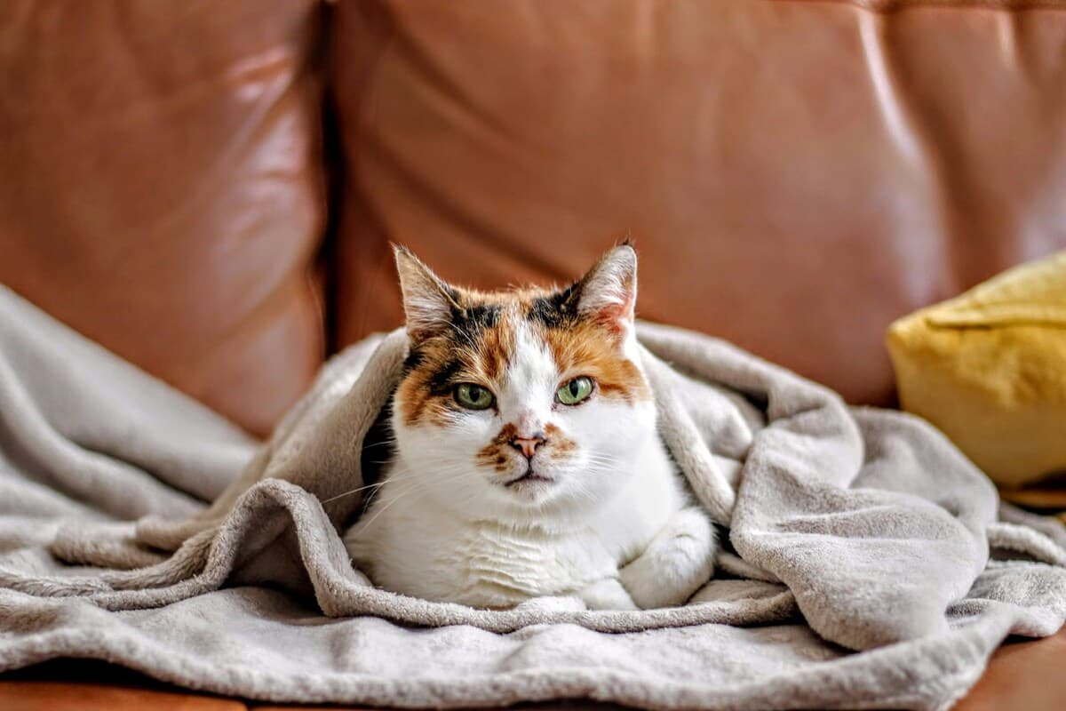 Canapé quand on a un chat : quelle matière choisir ?
