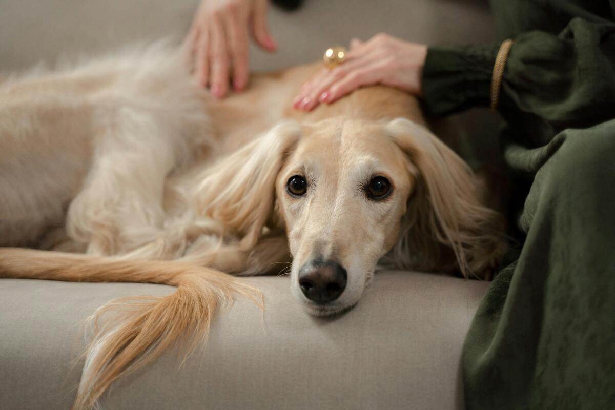 Quel canapé choisir quand on a un chien ?