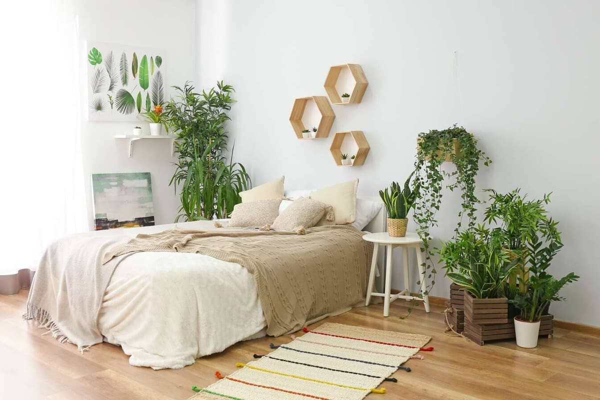 Plante sommeil, toutes les meilleures plantes pour bien dormir